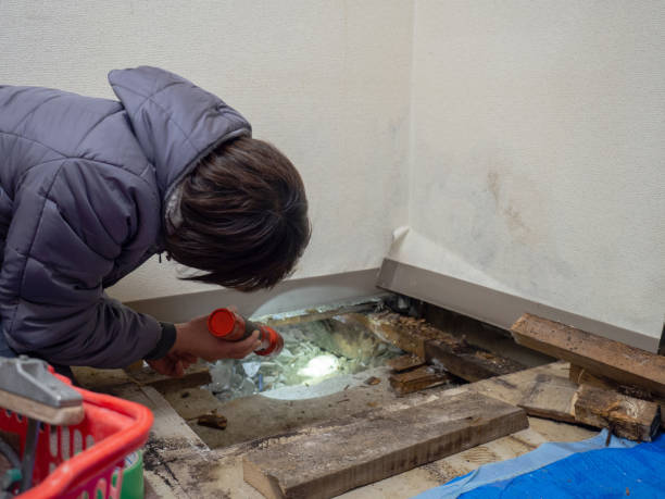 Mold Odor Removal Services in Peotone, IL