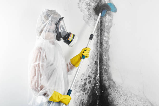 Best Mold Remediation for Vacation Homes  in Peotone, IL