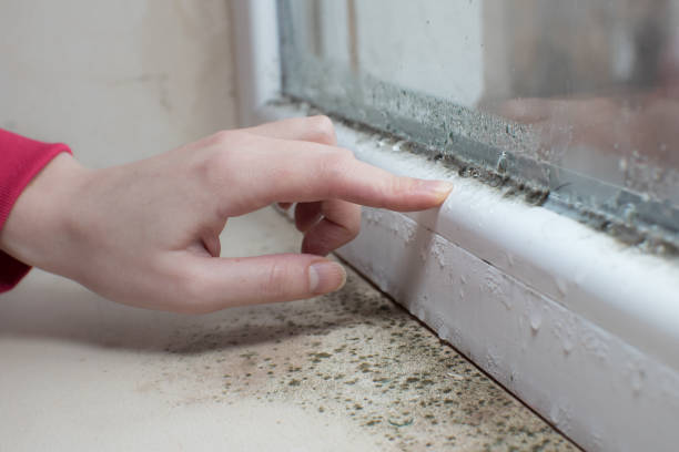 Best Asbestos and Lead Testing During Mold Inspection  in Peotone, IL