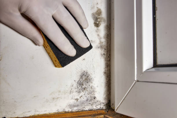 Best Forensic Mold Investigation  in Peotone, IL
